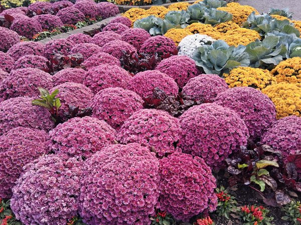 Rénovation de jardin : remplacer son vieux gazon par des dalles